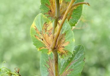 Des symptômes de bactériose sur pois (photo Terres inovia).