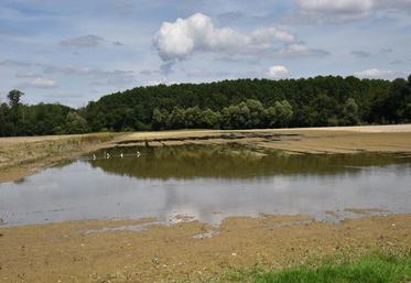 Melz-sur-Seine (sud-Seine-et-Marne), jeudi 7 juillet. Une parcelle de maïs entièrement dévastée suite à la montée des eaux de la Seine.