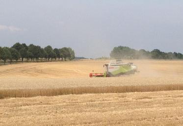 Dans les trois départements ouest-franciliens, les premiers jours de moisson dans les orges ont révélé des rendements jusqu’à 50 % inférieurs à la moyenne et d’importants problèmes de qualité. 