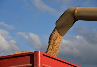 Dans les orges, le calibrage et le poids spécifique sont très faibles. 