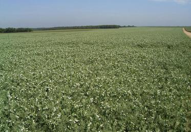 La chambre d’Agriculture d’Ile-de-France accompagne les professionnels dans les mesures agroenvironnementales. 