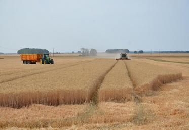 Avec des rendements moyens en blé qui plafonnent à une cinquantaine de quintaux/hectare, la moisson 2016 est l’une des pires que l’agriculture francilienne ait jamais connu.