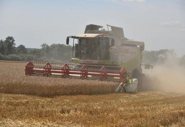Saint-Cyr-sur-Morin, lundi 1er août. Alors que des averses sont annoncées les jours suivants, les moissoneuses-batteuses s’activent dans les parcelles de blé.