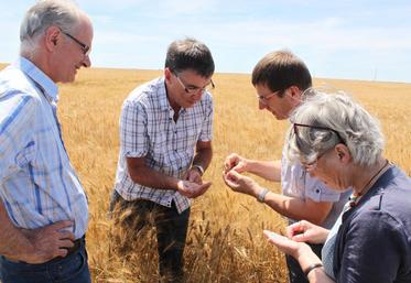 En début de moisson, les agriculteurs de Loir-et-Cher craignaient une moisson catastrophe. Leurs inquiétudes se confirment.