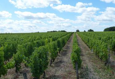 Bailleurs et vignerons ne trouvent pas d’accord concernant le montant des fermages viticoles.