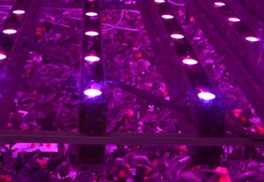 La start-up Agricool s’est lancée dans l’agriculture urbaine. Elle cultive des fraises en container toute l’année.