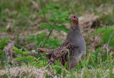 La perdrix grise.