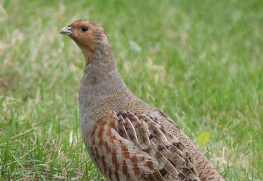 La perdrix grise, emblématique des chasses franciliennes, a été particulièrement fragilisée par les intempéries de l’année. Les fédérations de chasseurs conseillent de ne pas - ou peu - prélever d’oiseaux. 