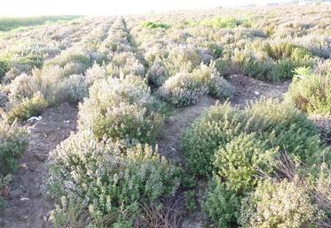 La production de plantes aromatiques et médicinales pourrait se développer dans le sud Essonne en vue de créer une filière d’huiles essentielles. 