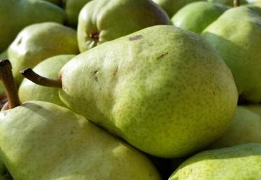 La récolte arboricole est catastrophique cette année. Les producteurs observent des pertes de récolte de l’ordre de 50 à 100 % selon les espèces. En Yvelines, les poires sont particulièrement touchées. 