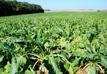 Les mauvaises conditions pédo-climatiques ont affecté les rendements en betteraves, mais les prix sont plutôt bons. (Photo d’archives).