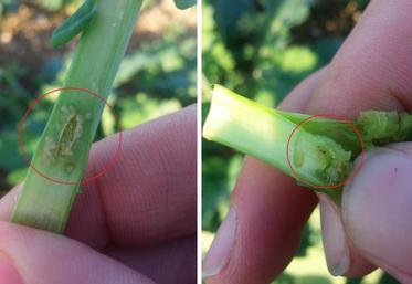 Avant toute intervention à la parcelle, la recherche de galeries et de larves est incontournable (photo : Terres inovia).