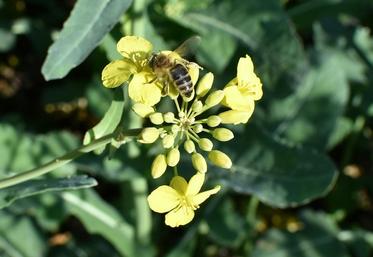 Les facteurs sanitaires, le varroa en tête, et nutritionnels seraient les principales causes de mortalité élevées des abeilles. 