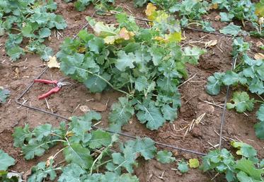 La méthode par pesée permet d’estimer la biomasse du colza avant l’hiver.