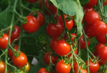 La chambre d’Agriculture a proposé une formation sur la réglementation en maraîchage.