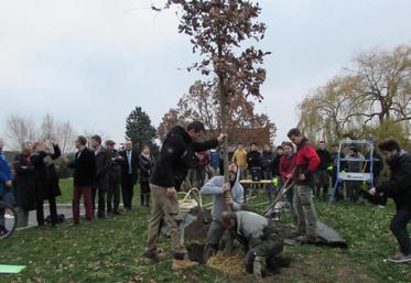 A Saint-Germain-en-Laye (Yvelines), le 25 novembre. Les professionnels du végétal, entourés des représentants du lycée agricole, ont procédé à la plantation d’un chêne pédonculé.