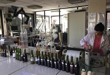 Le pôle laboratoire, agronomie et œnologie de la chambre d’Agriculture de Loir-et-Cher accompagne les vignerons pendant les vendanges et analyse 13 000 échantillons chaque année.