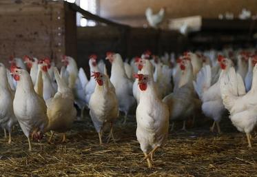 La chambre d’Agriculture a prévu trois réunions d’information sur les différentes pistes de diversification possibles. Parmi elles, les poules pondeuses. 