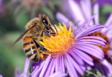 En Essonne, une formation sur l’apiculture est proposée aux agriculteurs les 17 février et 30 mai.