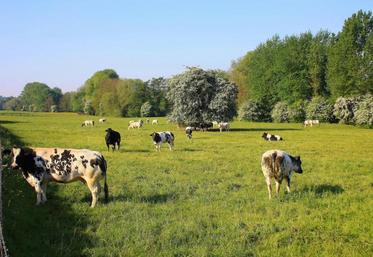 Elevage de bovins laitiers au pâturage.