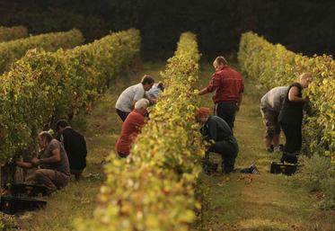 Vendanges au Domaine de Croc du Merle à Muides-sur-Loire sur les 10 hectares de vigne en appellation AOC cheverny et crémant de Loire.