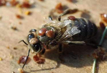 Sans moyens de lutte adaptés, l’acarien varroa peut détruire une colonie d’abeilles en deux ans.