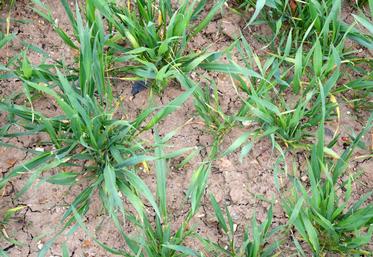 Le 25 avril, à Sours. Les conséquences de cette séquence de sécheresse à cette période de l’année seront vraisemblablement limitées.