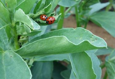 Dans un contexte économique tendu la baisse des intrants est un levier essentiel.