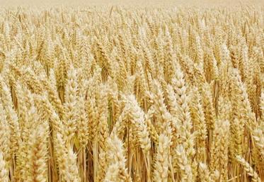 Les fortes températures contribuent à diminuer les rendements.