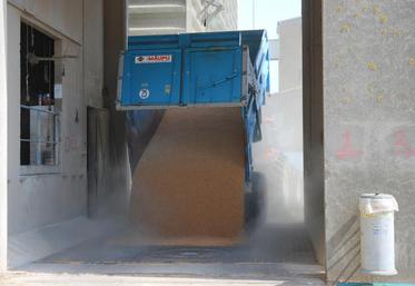 Pour les coopératives, la récolte de cette année s’avère assez facile à gérer, sauf en blé dur, et ne devrait pas poser de problèmes de commercialisation.