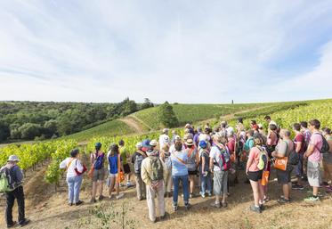 DDR: VVR
Samedi 2 et dimanche 3 septembre, plus de 11 000 randonneurs sont attendus lors de la quatorzième édition de "Vignes, Vins, Randos".