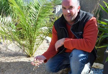 Le 12 septembre, à Moriers. Le miscanthus est excellent en paillage de massifs, mais aussi en litière pour l’élevage, assure Baptiste Frichot.