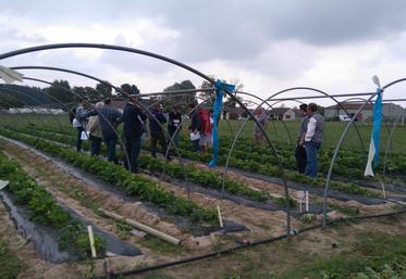 Mardi 26 septembre, près de 25 participants ont fait le tour des essais menés sur les cultures de fraises et de framboises à la station d’expérimentation Légumes Centre Action de Tour-en-Sologne.