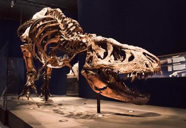 © MNHN - A. Latzoura