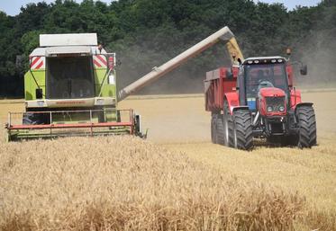 Orge, colza, blé... aucune culture ne semble déroger à la règle cette année : les rendements sont moyens mais la qualité est bien au rendez-vous. 