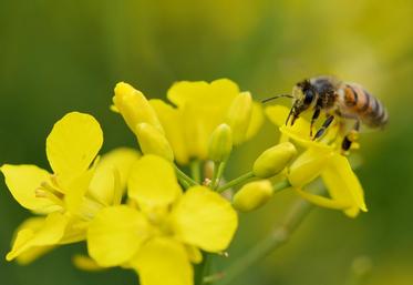 Peu de surfaces de colza ont levé cet automne du fait de la sécheresse. Les abeilles pourraient en souffrir au printemps 2019.