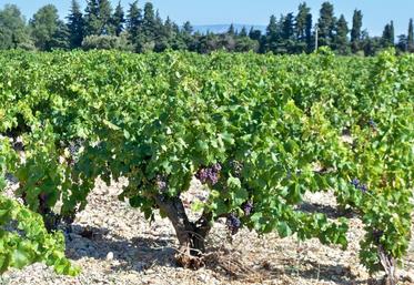 La chambre d’Agriculture de région Île-de-France organise une formation, les 17 et 18 décembre, pour les porteurs de projet en viticulture.