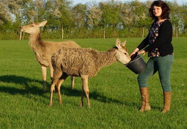Depuis plus d’un an et demi, la jeune et pétillante Chloé Norguet est à la tête de la ferme de l’Étang à Épuisay, l’un des plus importants élevages de cerfs et biches de la région.