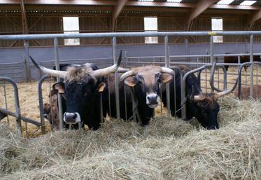 À la ferme de la Petite-Hogue à Auffargis (Yvelines), l’élevage d’aurochs d’Éric Sanceau est entièrement financé grâce à son partenariat avec l’hypermarché Leclerc voisin.