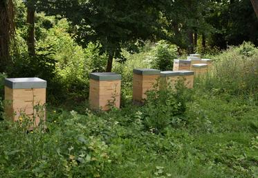 (Archive) Le rucher écéole de l’établissement Bougainville compte trente-cinq ruches.