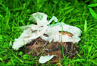 Sac biodégradable pour la collecte des déchets verts. Voici l'état de la matière plastique au 28e jour de dégradation.