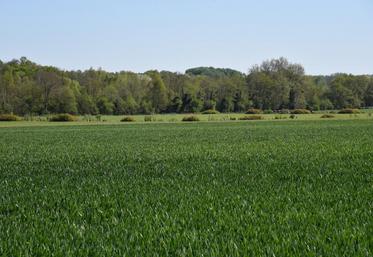 Orge, blé, pois. La plaine francilienne propose une mosaïque de verts.
