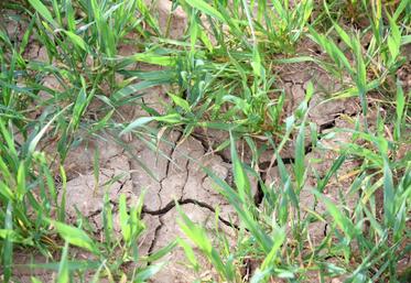 Le 16 avril, à Chamblay. Semis compliqués, pression insectes, excès d’eau, sécheresse, les perspectives moyennes de récolte sont à revoir à la baisse.