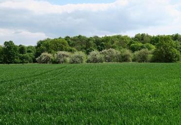 La crise sanitaire n’épargne pas les grandes cultures franciliennes. Après quelques jours de vives demandes, certains marchés se crispent.