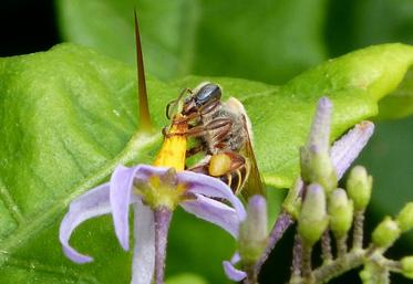 Melipona beecheii est aussi connue pour avoir... les yeux bleus ! (gailhampshire from Cradley, Malvern, U.K / CC BY 2.0)