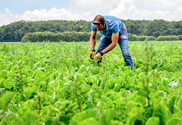 Agriculteur bio à Néron, Romain Lhopiteau a semé quinze hectares de betteraves pour Téréos cette année et a fait appel à une équipe pour les désherber manuellement.