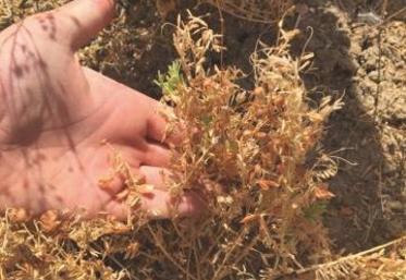 Lentilles et cameline forment une association astucieuse tant sur le plan agronomique que pour la récolte.
