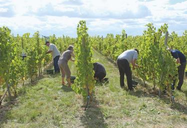 Le 6 septembre, à Mérouville. Une quarantaine de personnes a participé à la première vendange de la vigne de Rodolphe Couturier.