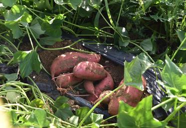 La couleur des patates douces varie du rose à l\'orangé en fonction des variétés. 