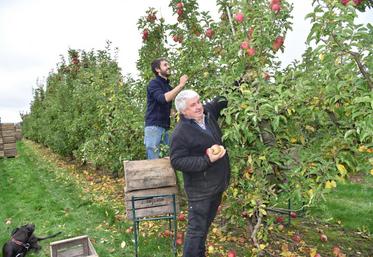 Philippe Plaideau et son fils Loïc récoltant des Cripps Pink (la Pink Lady®) à maturité.